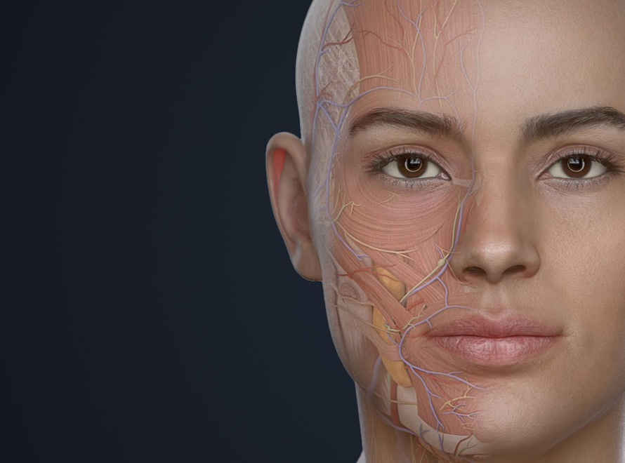 Read story: 3D female anatomy