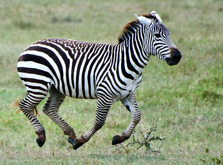 Read story: Year of the zebra